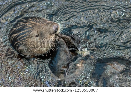 Sea otter floating in the water on its back and cleaning its fur
