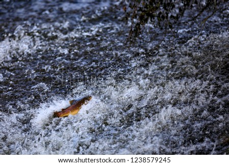 Salmon Swimming to Breeding Grounds