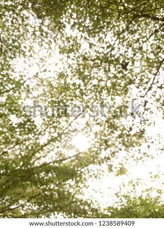 Beautiful green leaves and bright sun over blurred background. Abstract Blurred nature green leaf. Green abstract bokeh.