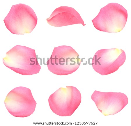 set of rose petals Royalty-Free Stock Photo #1238599627