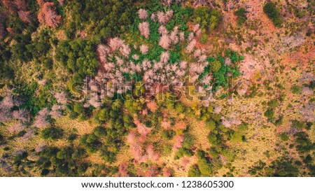 autumn forest aerial