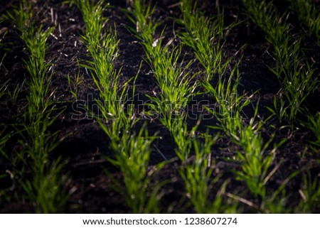 Shallow focus on line of new born wheat plants