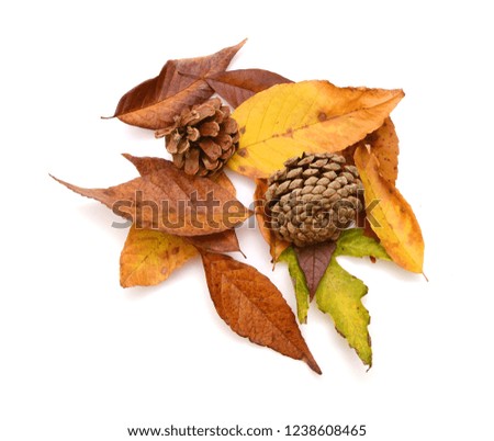 Autumn leaves falling isolated on white background 