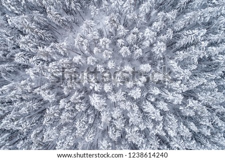 Top down view of the forest in winter. Winter landscape in the forest. Flying over winter fir forest. Top down view of high snowy trees. Trees in the snow. Frosty forest. Nature Royalty-Free Stock Photo #1238614240
