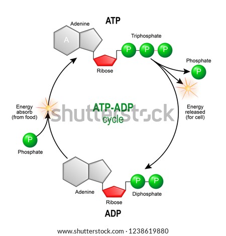 ATP ADP cycle. Adenosine triphosphate (ATP) is a organic chemical that provides energy for cell. intracellular energy transfer. Adenosine diphosphate (ADP) is organic compound for metabolism in cell Royalty-Free Stock Photo #1238619880