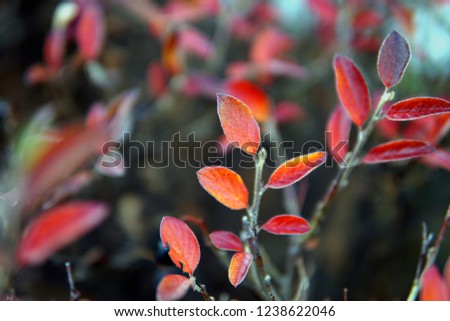 Berberis thunbergii Red Carpet ornamental perennial foliage - natural background. color palette scheme with complementary swatches