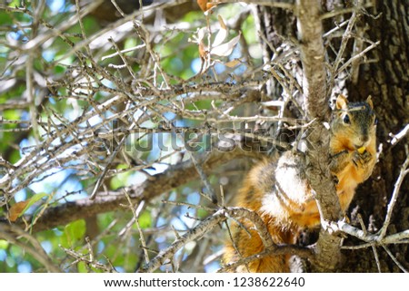 A fox squirrel peeks out from behind some branches as he eats a acorn. The Latin name for this animal is Sciurus niger.