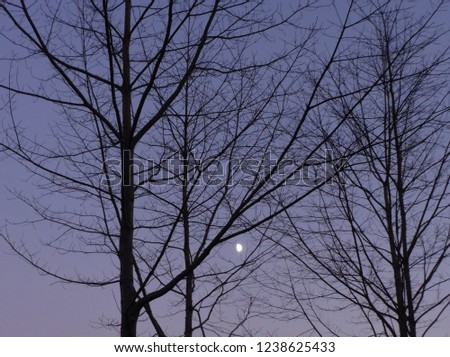 Bare branches with moon in the cold night