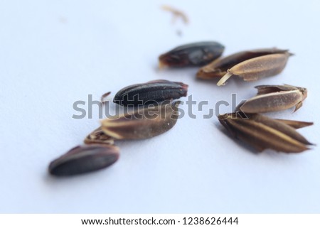 Seeds of Riceberry rice on a white background.