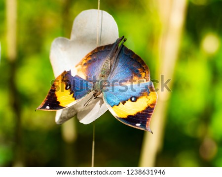 The Orange Oakleaf butterfly with open wings position is on selective focus and resting on a paper mobile hanging in the garden with background blurred and bokeh.