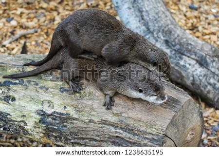 A pair of otters playing on a log