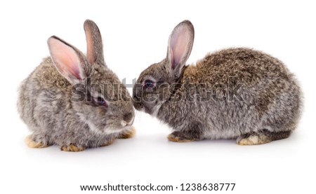 Gray rabbits isolated on a white background.