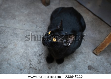 A sleek, beautiful short haired black cat sits under a table in an outdoor cafe in Athens, Greece.
