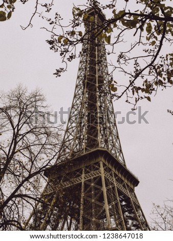 View to Eiffel tower through tree branch in Paris on background.