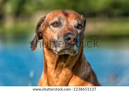 Rhodesian Ridgeback in the background of a lake in summer