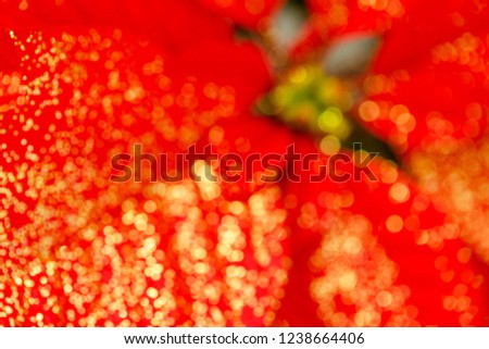 Christmas background with defocused red christmas poinsettia  flower star with bokeh shining sparkles. Princettia Poinsettia ( Euphorbia pulcherrima ) Christmas Star, close up blurred top view