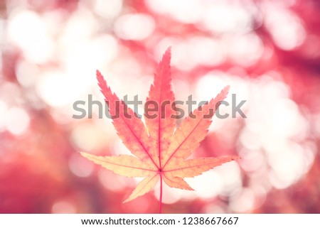 Autumn mapple leaves under different light. Momiji leaves in Japan