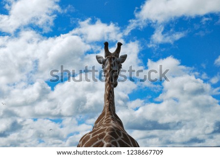 Closeup of a giraffe's neck and head, looking up into a blue sky with clouds