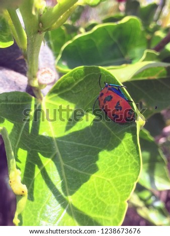 Close-up picture of lady bug type insect on green leaf in the sunshine