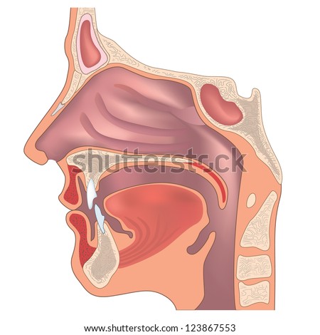 Anatomy of the nose and throat. Human organ structure. Medical sign Royalty-Free Stock Photo #123867553