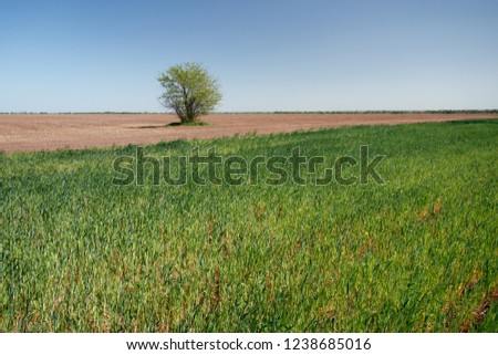 tree in the field / Bright spring picture bright colors
