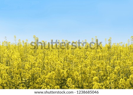 canola field full flowering / crop flowering canola fields ukrainyi