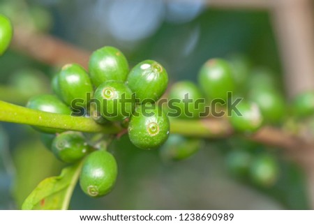 Coffee bean green fruits closeup - not mature - Coffea arabica