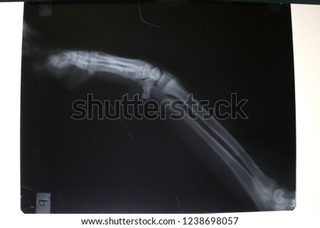 X-ray picture of carpal bones by labrador retriever dog 