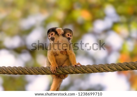 Mom And Baby Monkeys sitting on rope in nature