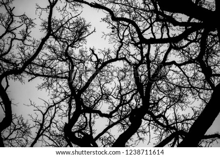 Branching tree branches in the shade with gray sky on the background in the park of Peterhof, Saint-Petersburg, Russia. Fractals. Black and white picture. Mystical mood.