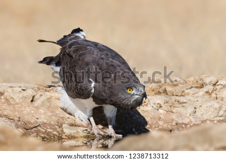An adult Black chested Snake Eagle (Circaetus pectoralis) also known as Black breasted Snake Eagle, drinking at a waterhole, against a blurred desert background, Kgalagadi, South Africa