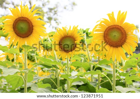Three sunflowers in a field of sunflowers.