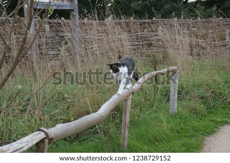 Nice cat walks on the wooden rail