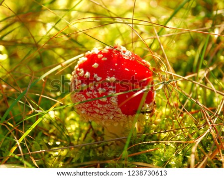 Edible and non-edible mushrooms macro photography