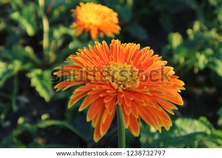 Gerbera flowers orange fresh beautiful