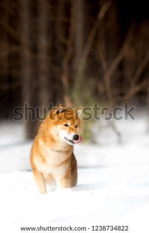 Shiba inu dog run forward on snow. trees on background