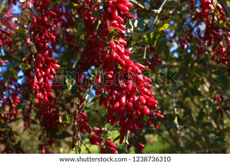 View of the branches of barberry with berries in the park.
