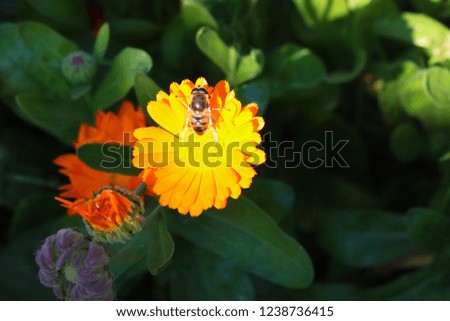 A bee rummages on a yellow flower, a flower with a bee in the summer garden.
