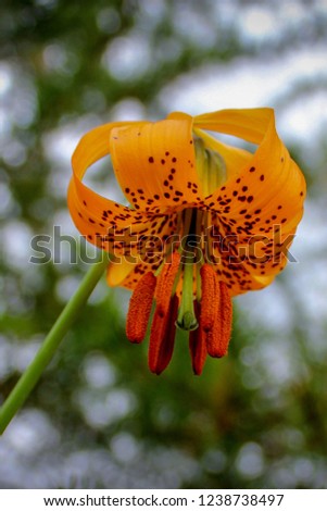 Upside-down Tiger Lily Flower, British Columbia, 2017