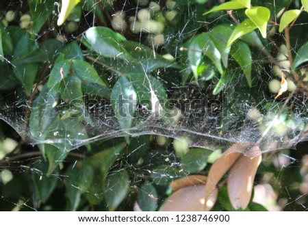 A close-up photograph of a Tent Spider's web tangled in a garden hedge in Brisbane, Australia. 