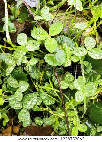 Green leaves cover with water drops background