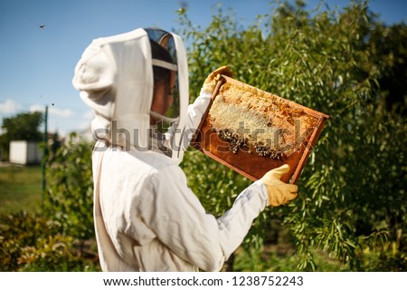 A young female beekeeper in a professional beekeeper costume, inspects a wooden frame with honeycombs holding it in her hands. Collect honey. Beekeeping concept. Royalty-Free Stock Photo #1238752243