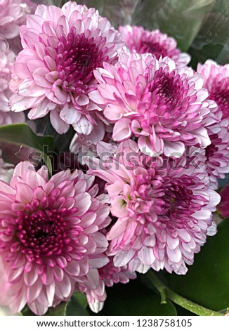 Purple and Pink gerbera flower in vase for fresh emotion