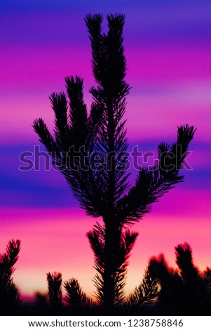 Beautiful pine tree top in silhouette in front of color sparkning evening sky.