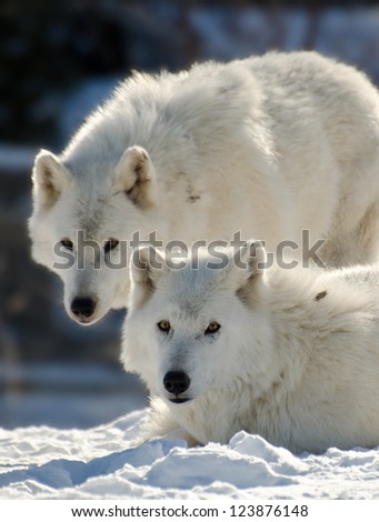 Two Arctic wolves