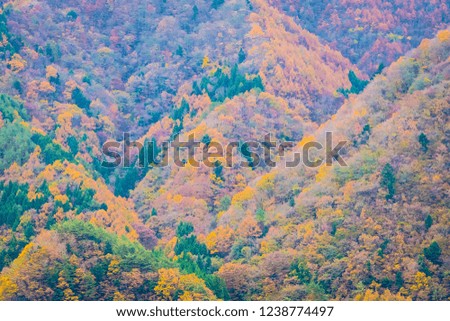Beautiful landscape a lot of tree with colorful leaf around the mountain in autumn season