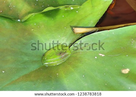 Drops on the lotus leaf