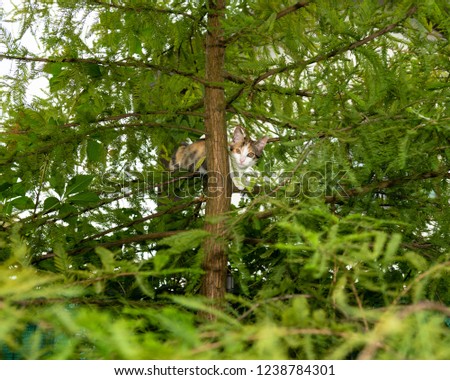 Scared kitten stuck in evergreen tree outdoors. Animal photography.