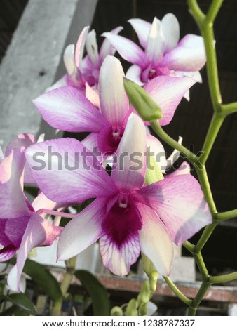 Orchid flower beauty nature