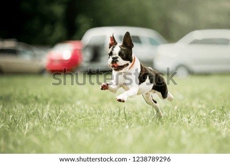 portrait of Small french bull dog run on grass. green forest on background